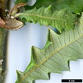 SpeciesSub: var. splendens